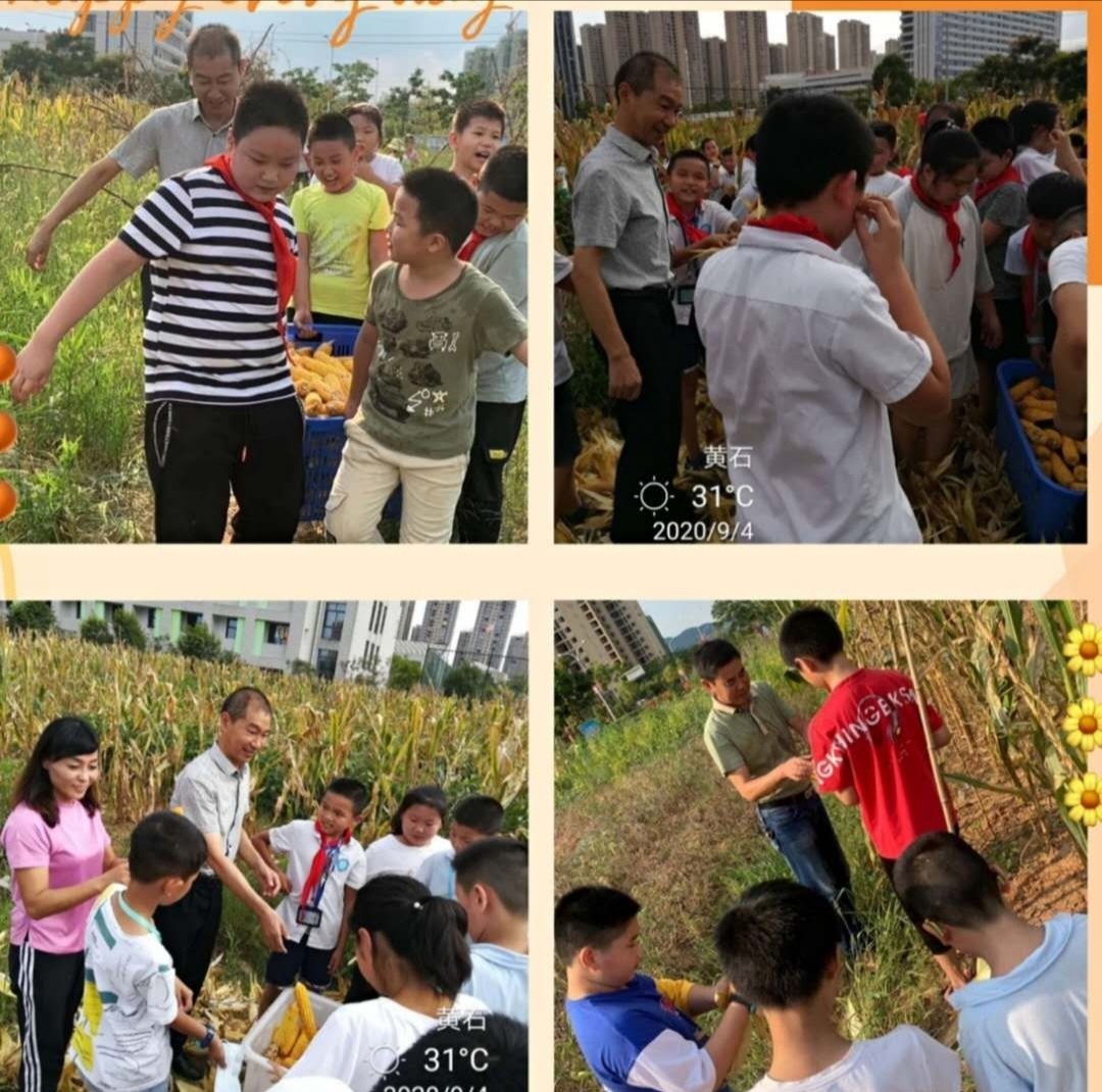 中国纪录|《中国纪录》直击——阳新县富川小学开展学生劳动实践教育活动