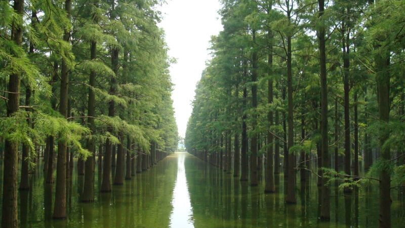 中国纪录|武汉新洲“天府之地”的涨渡湖可做出红色引擎的大文章