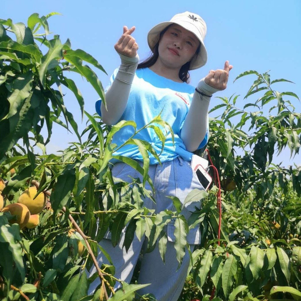 中国纪录|湖北江陵：三湖黄桃飘香季 中翼星公益助农直播忙