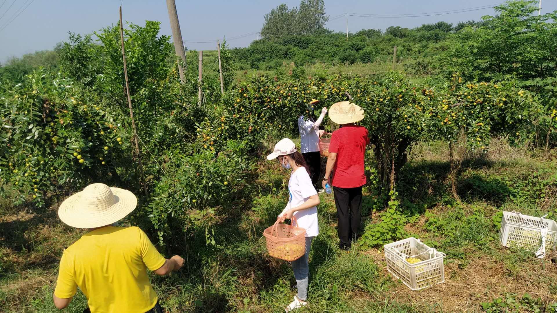 中国纪录|湖北鄂州金花枣业：喜庆农民丰收节