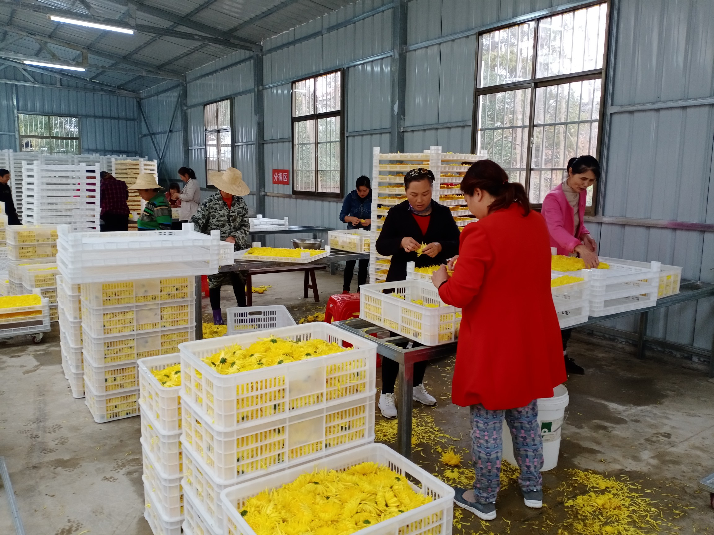 武汉新洲沛雨甘林种植合作社：百花名菊齐斗艳|武汉新洲沛雨甘林种植合作社：百花名菊齐斗艳，金菊绽放香满园