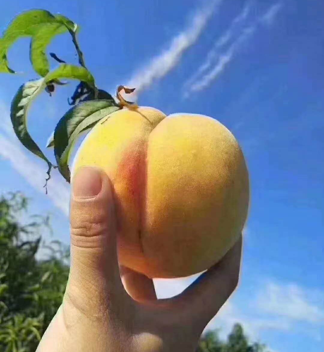 中国纪录|湖北江陵：三湖黄桃飘香季 中翼星公益助农直播忙