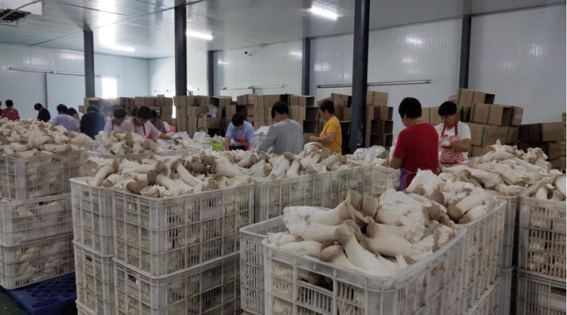 中国纪录|河南安阳:企业帮扶 杏鲍菇产业助力脱贫攻坚战