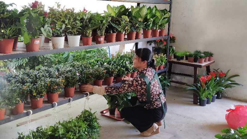 中国纪录|湖北鄂州风信子：让万卉千花点染画廊