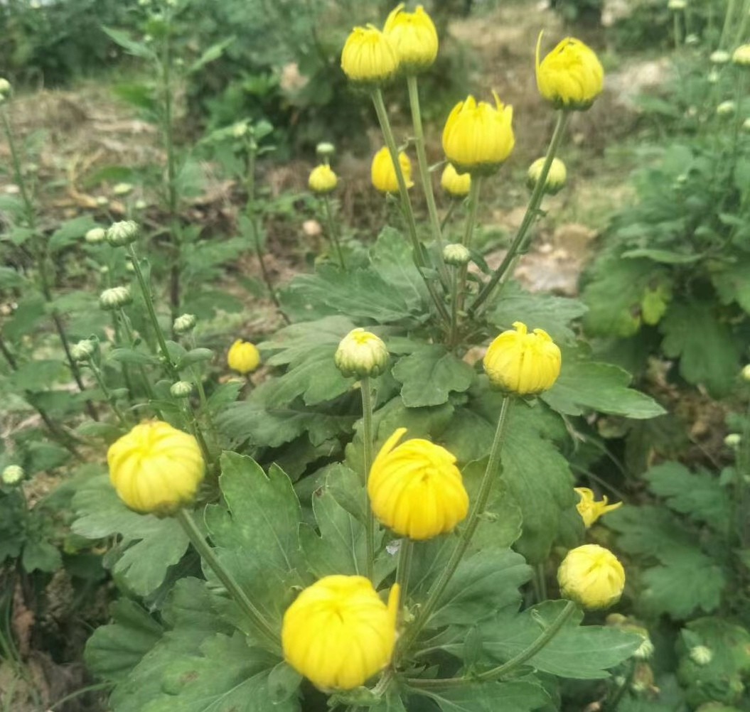 武汉新洲沛雨甘林种植合作社：百花名菊齐斗艳|武汉新洲沛雨甘林种植合作社：百花名菊齐斗艳，金菊绽放香满园